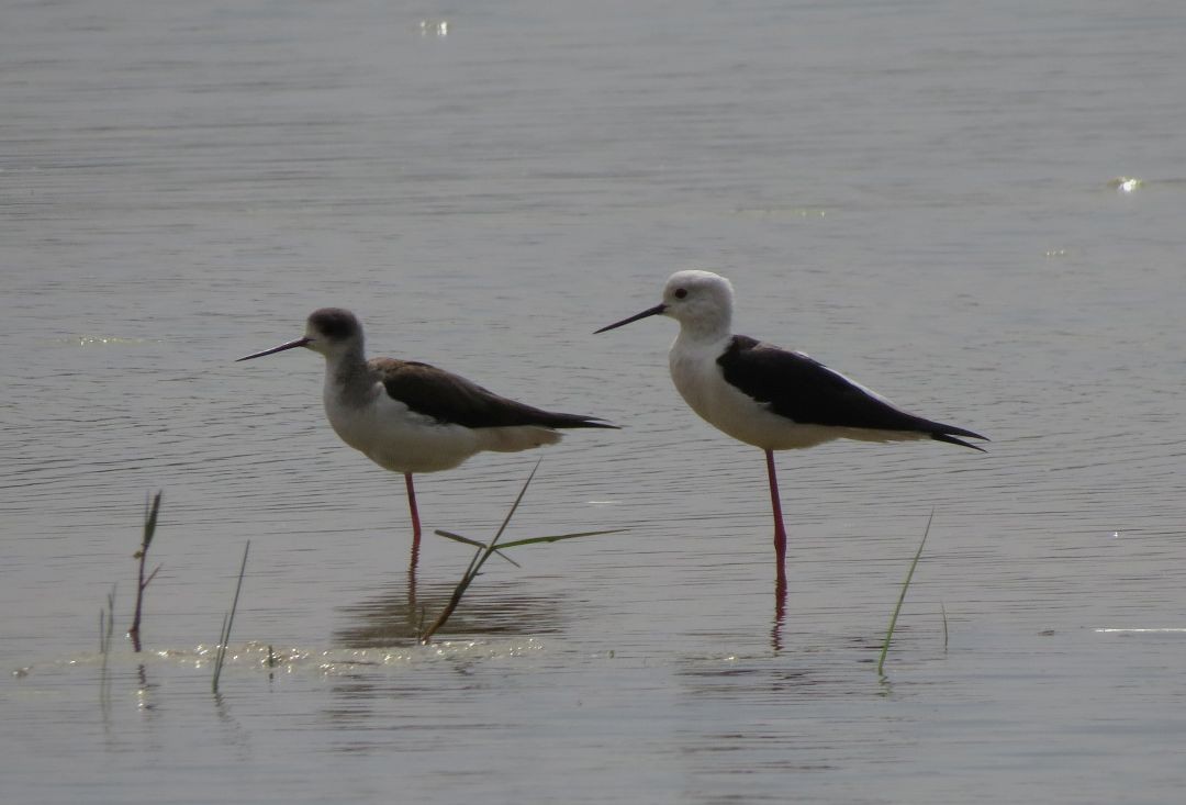 Black-winged Stilt - ML480414911