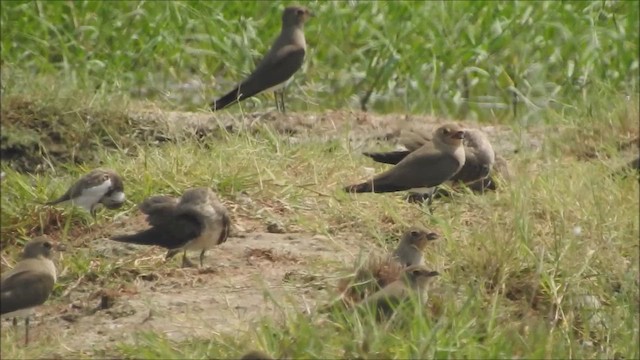 Small Pratincole - ML480415501