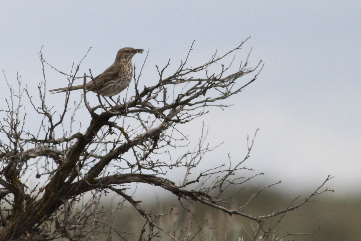 Sage Thrasher - ML48041551