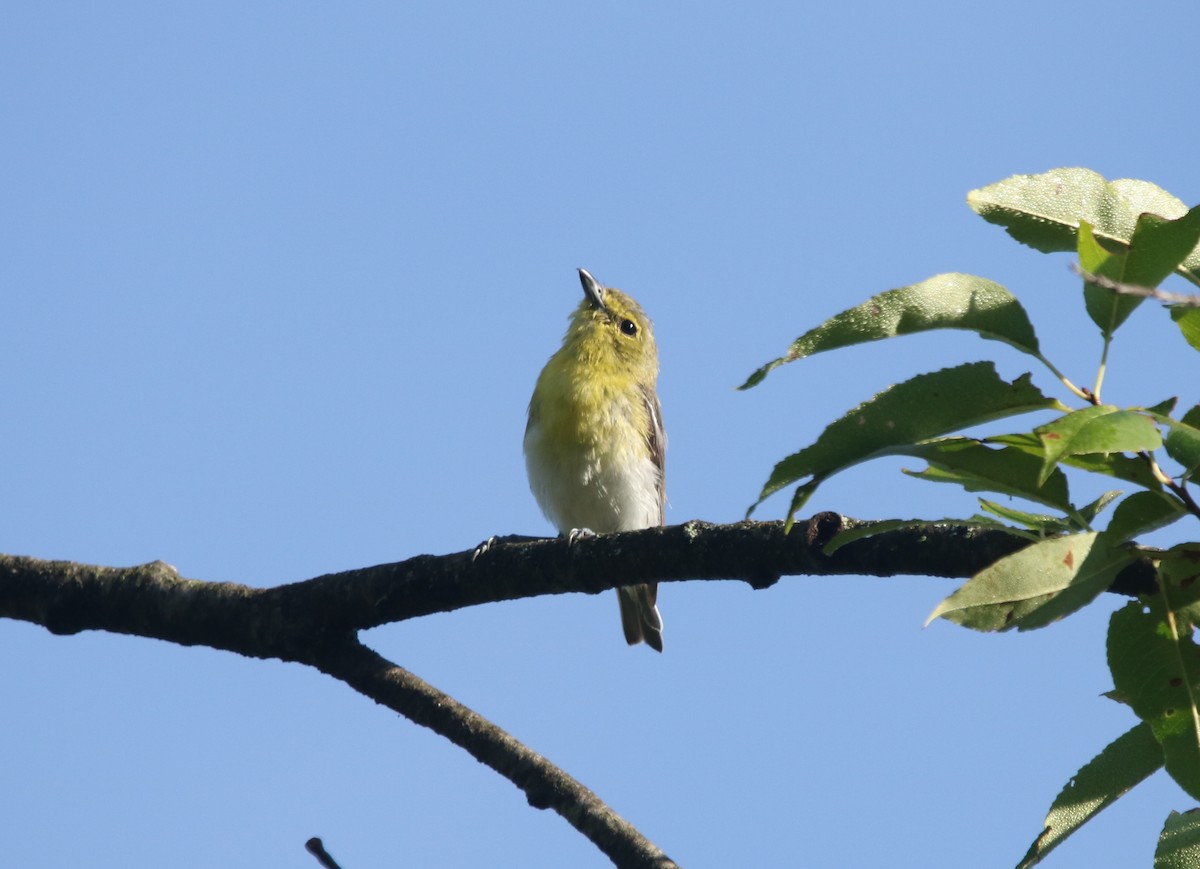 Yellow-throated Vireo - ML480415511