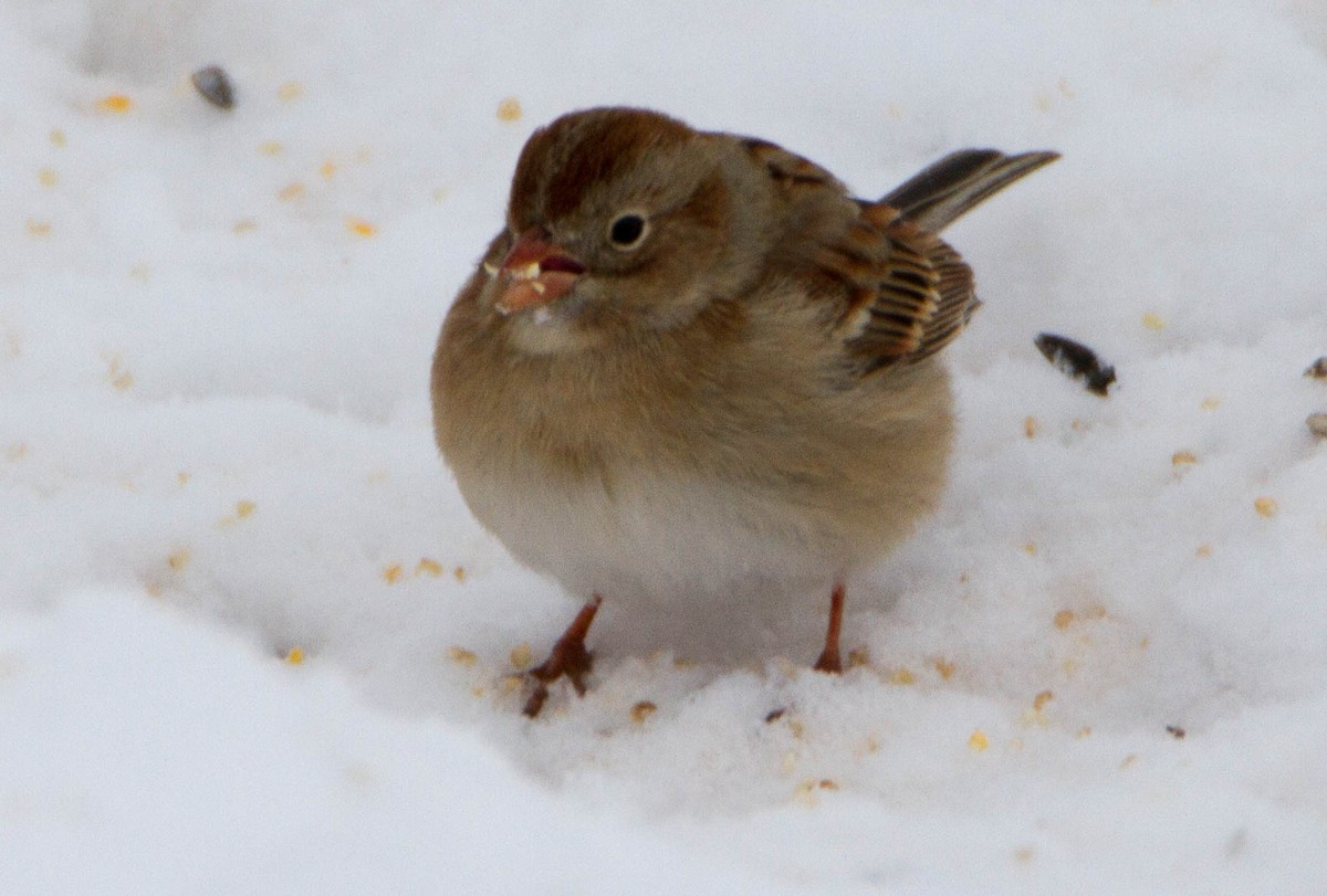 Field Sparrow - ML48041571