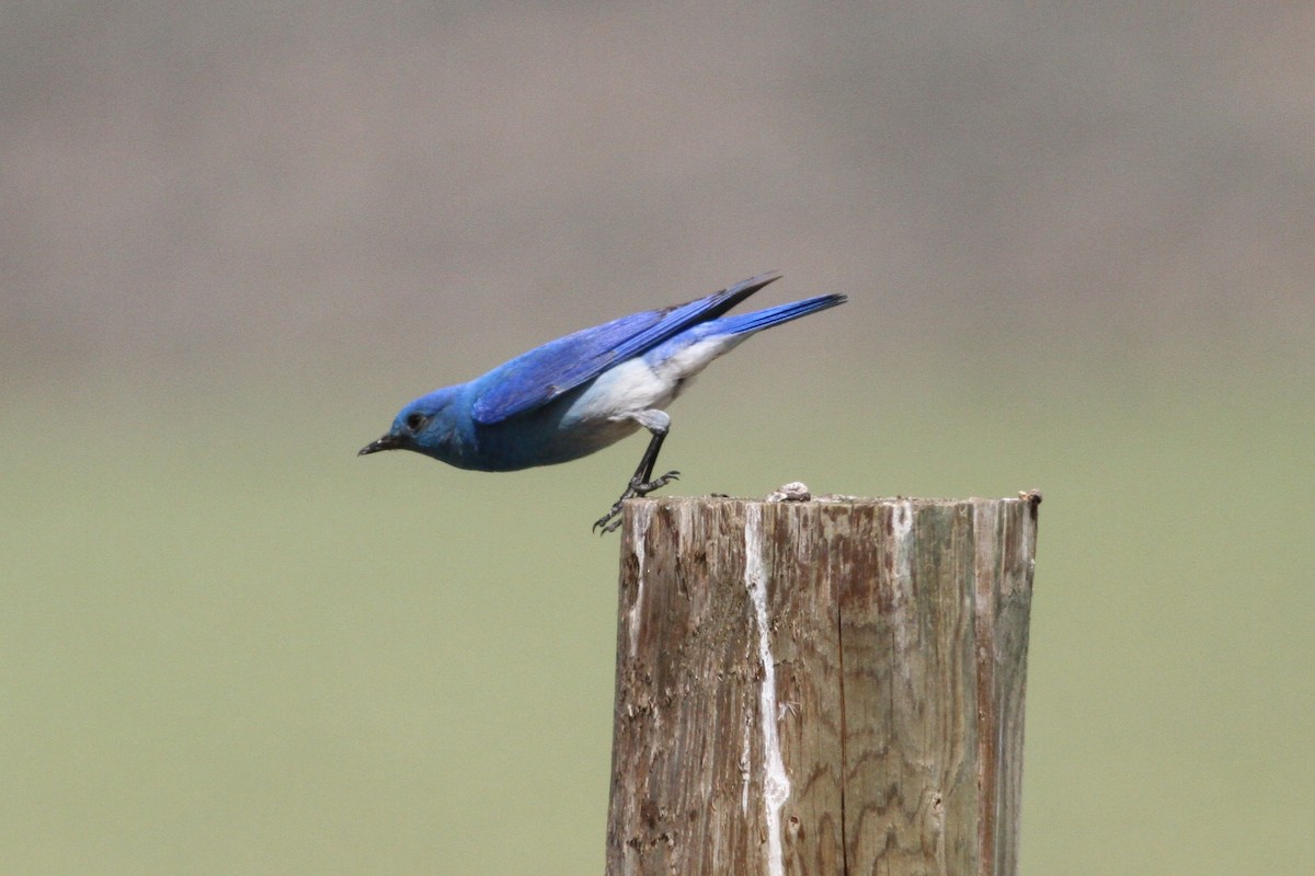 Mountain Bluebird - ML48041581