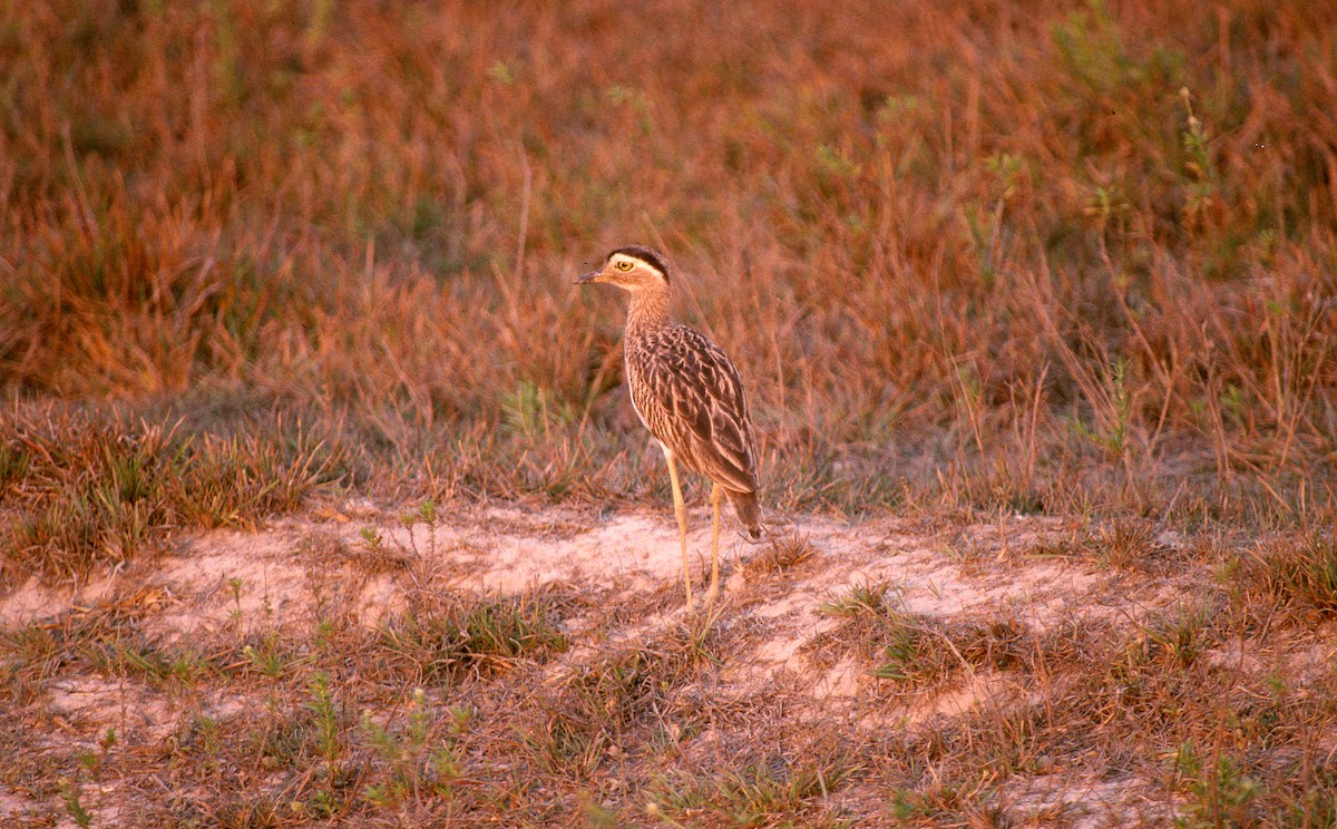 Double-striped Thick-knee - ML480415811