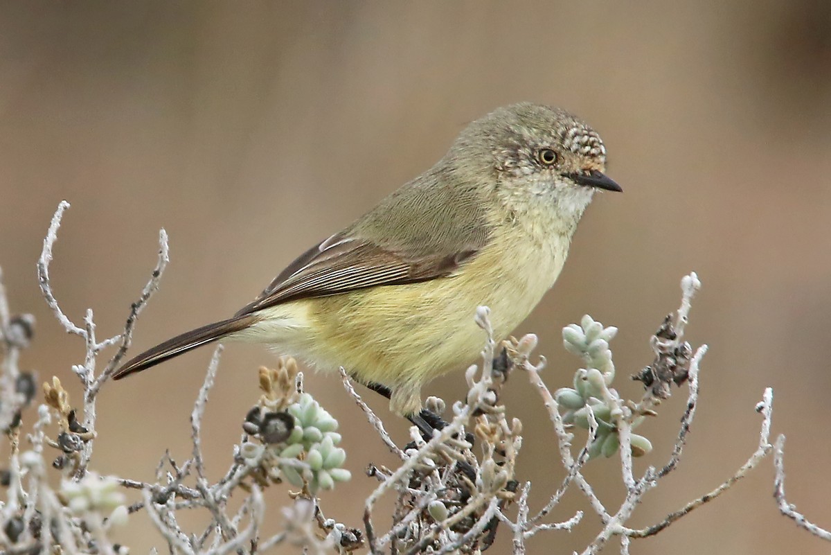 Slender-billed Thornbill - Phillip Edwards