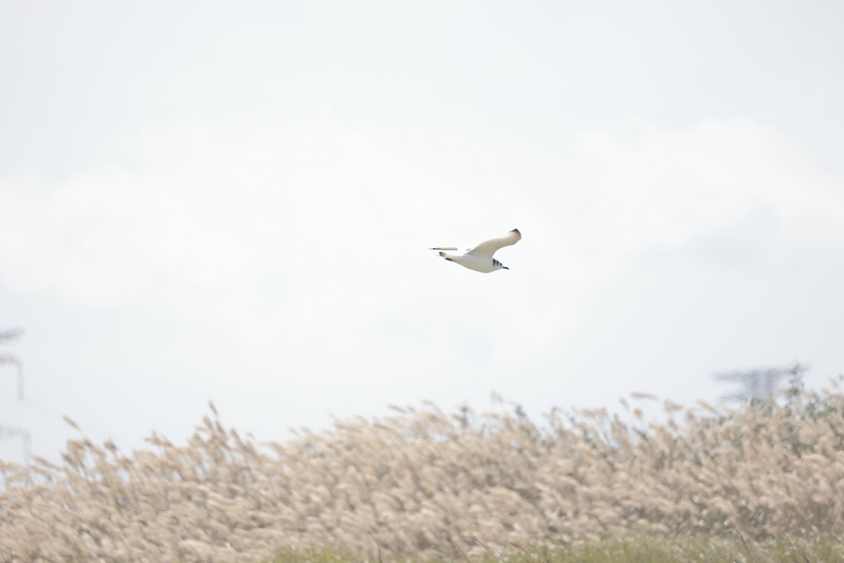 Black-legged Kittiwake - ML480417251