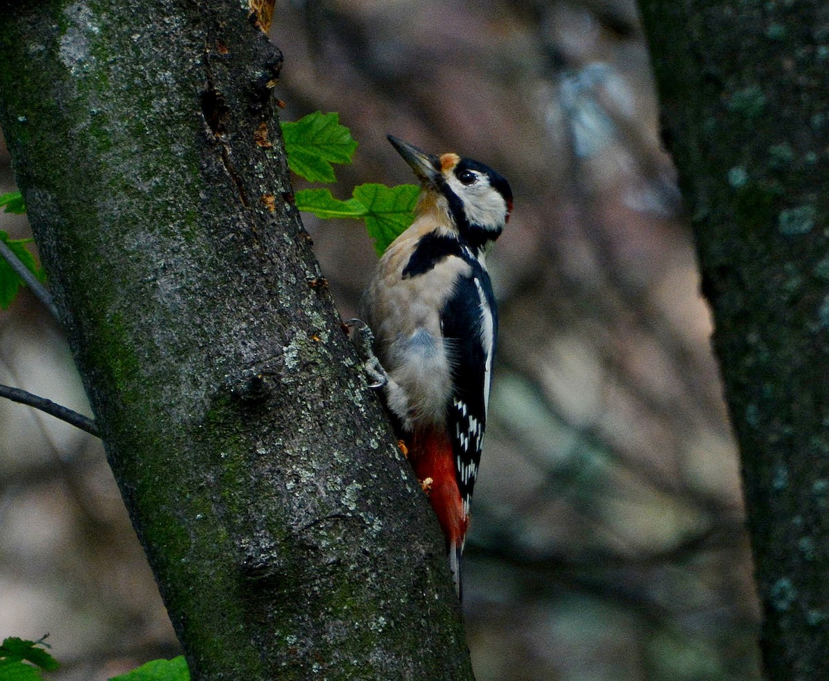 Great Spotted Woodpecker - ML480418781