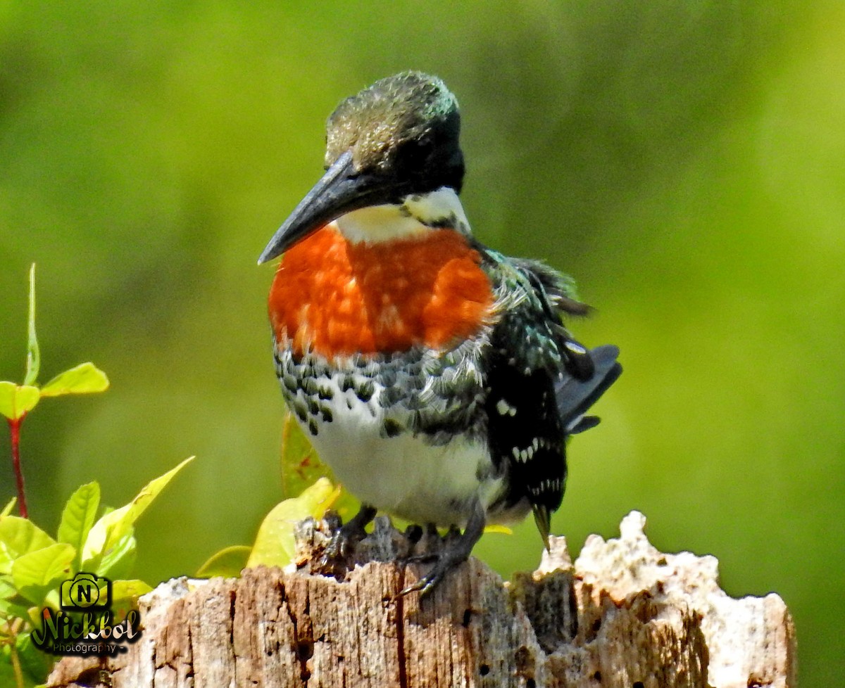 Green Kingfisher - ML48041911