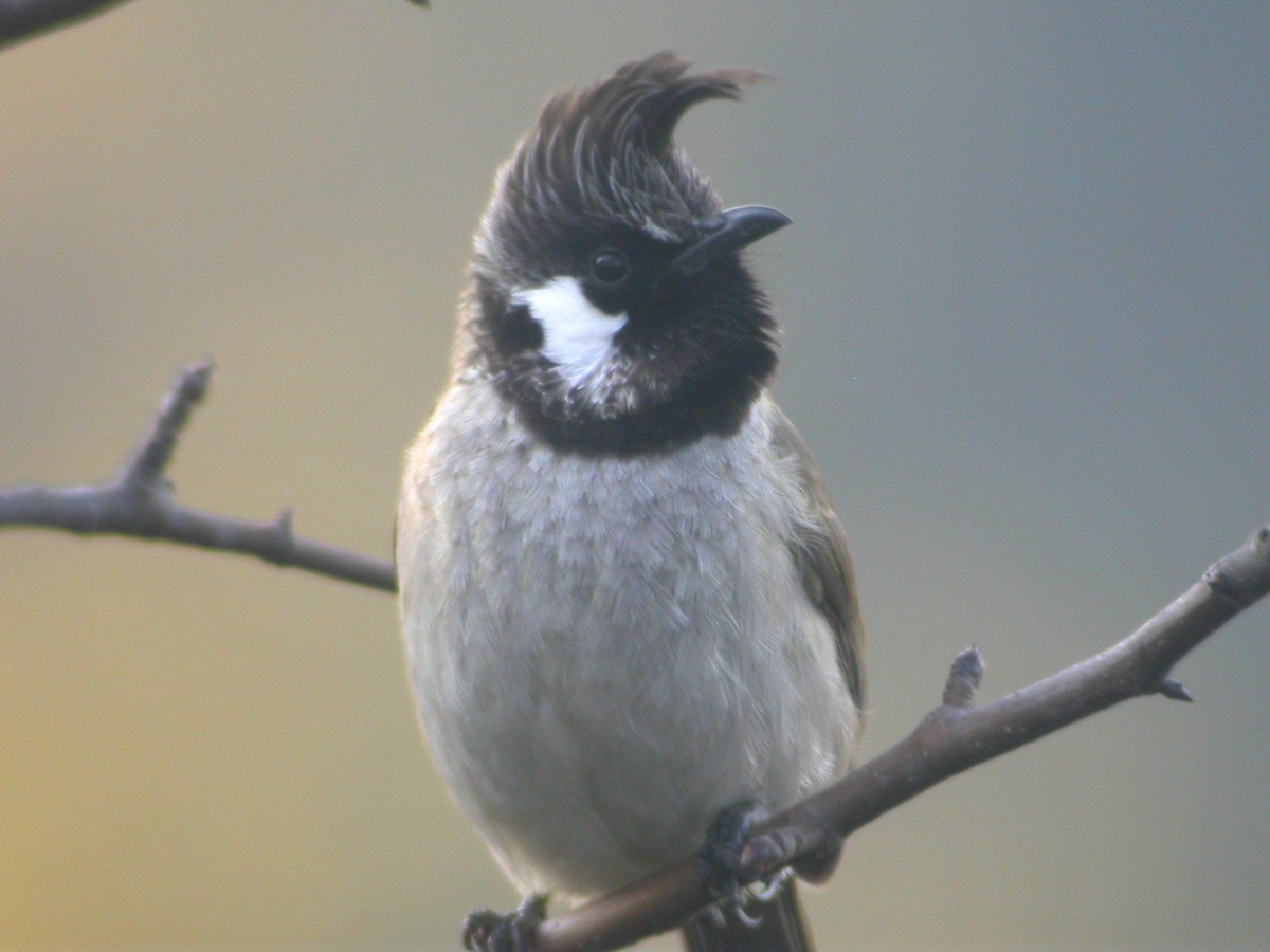 Himalayan Bulbul - ML480419121