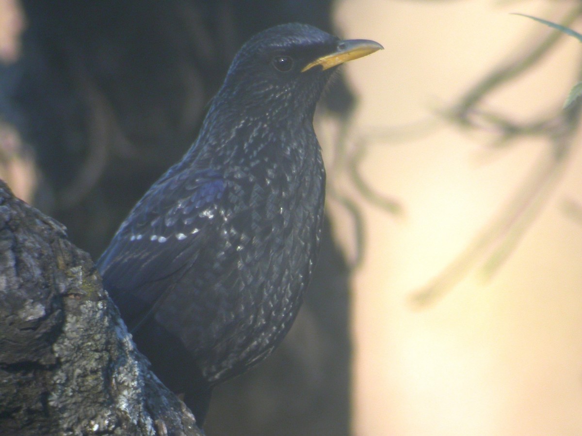 Blue Whistling-Thrush - ML480419191