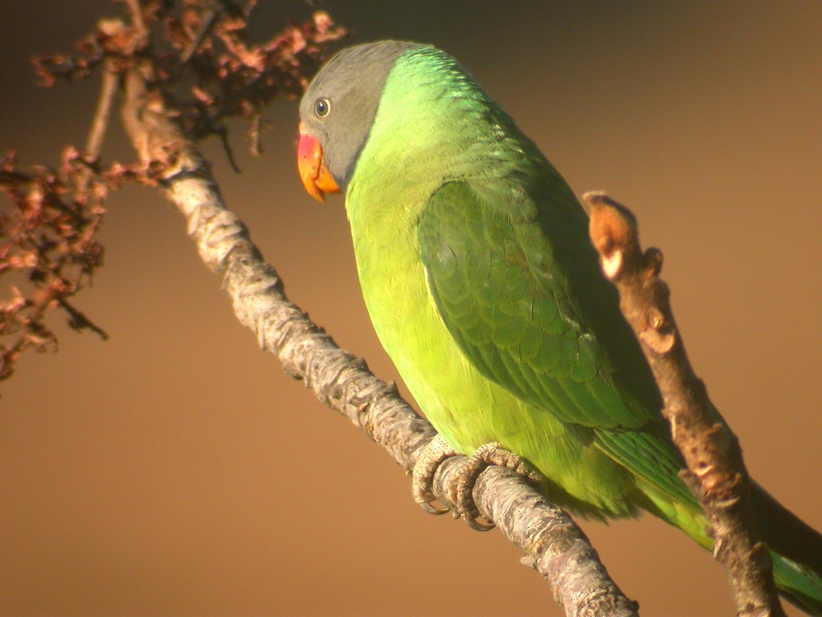 Slaty-headed Parakeet - ML480419221
