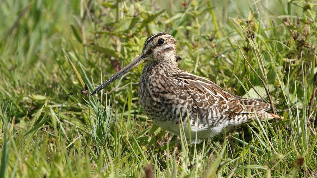 Common Snipe - Hans-Jürgen Kühnel