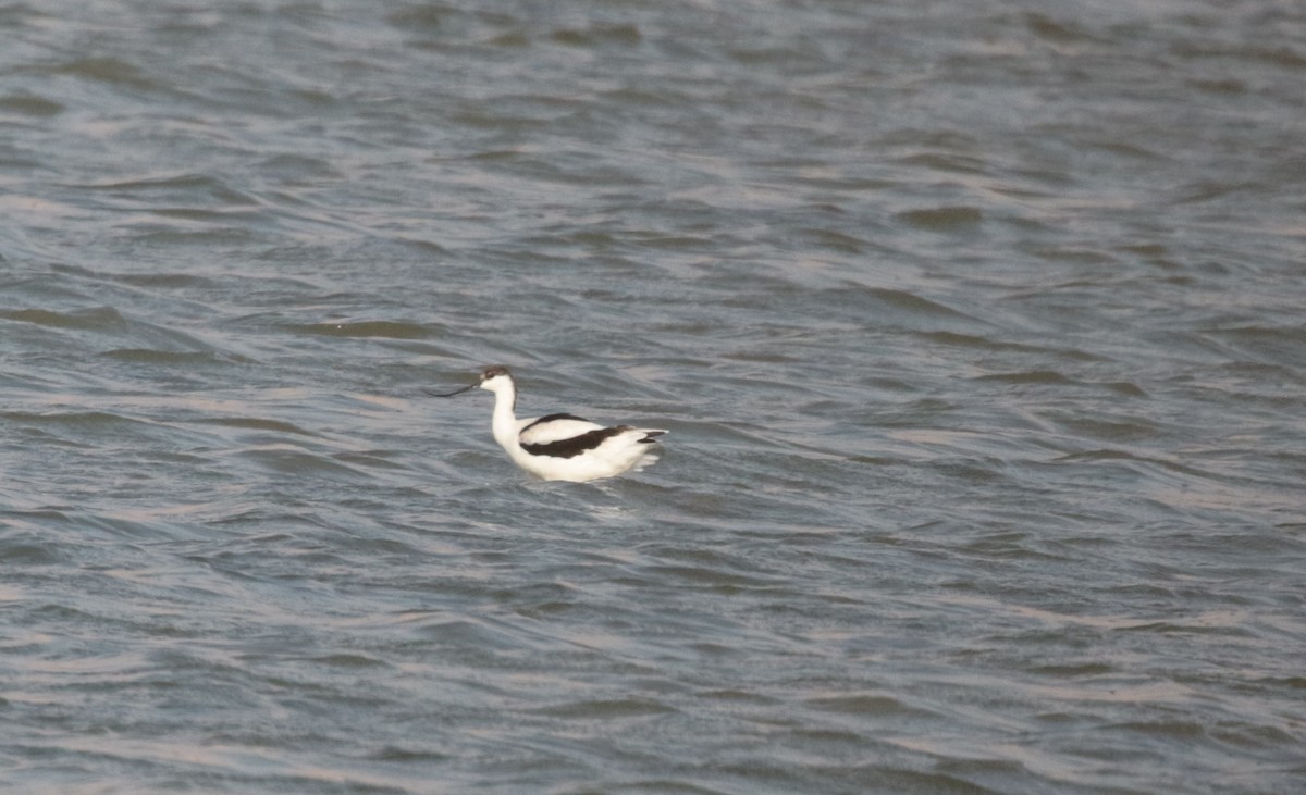 Pied Avocet - ML480420501