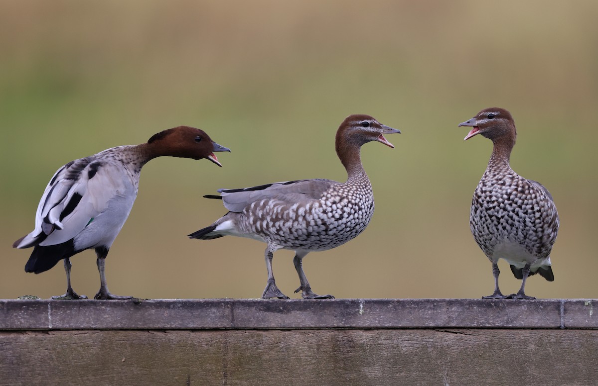 Maned Duck - Andy Gee