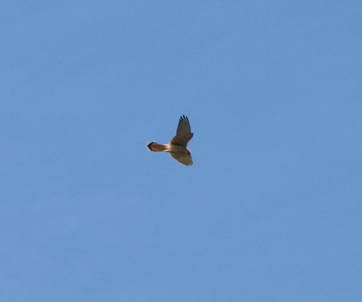 Lesser/Eurasian Kestrel - ML480423331