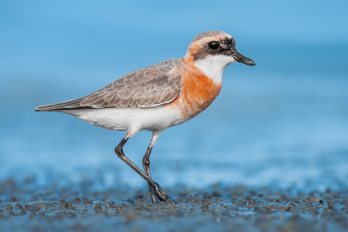Tibetan Sand-Plover - Natthaphat Chotjuckdikul