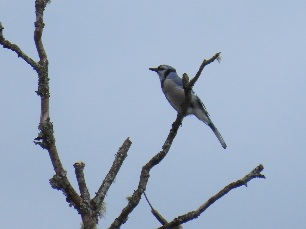 Blue Jay - ML480425871