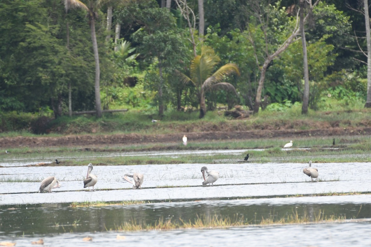 Spot-billed Pelican - ML480426961