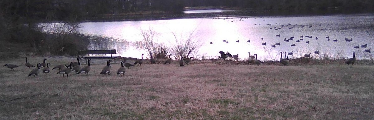 Kanadagans - ML48042951