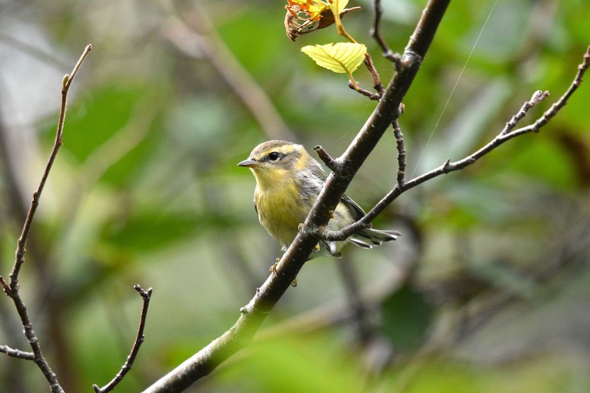 Blackburnian Warbler - Devin Johnstone