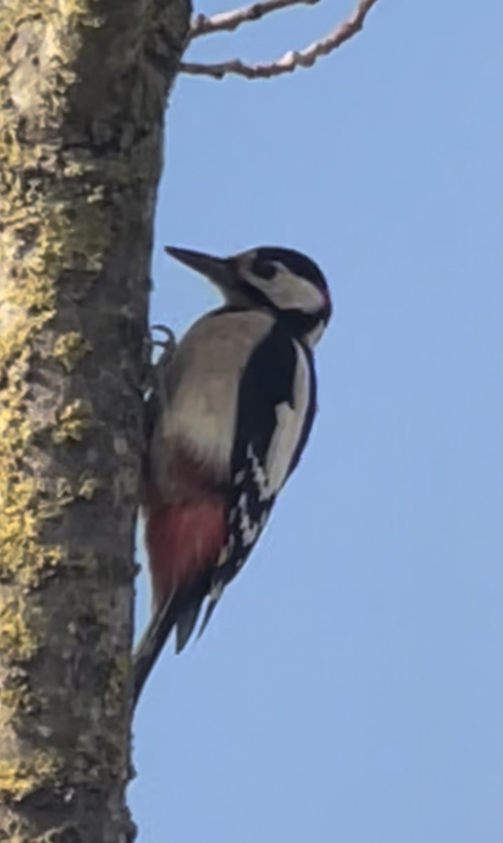 Great Spotted Woodpecker - Hemroulle Jean-Bernard