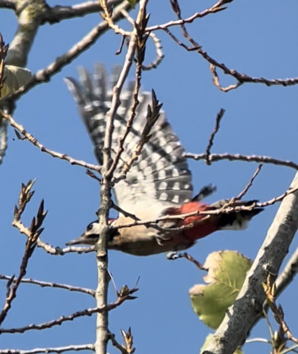 Great Spotted Woodpecker - Hemroulle Jean-Bernard