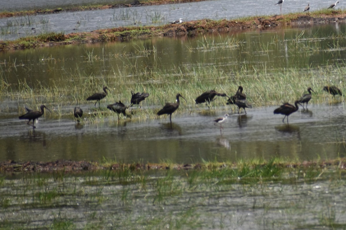 Glossy Ibis - ML480431521