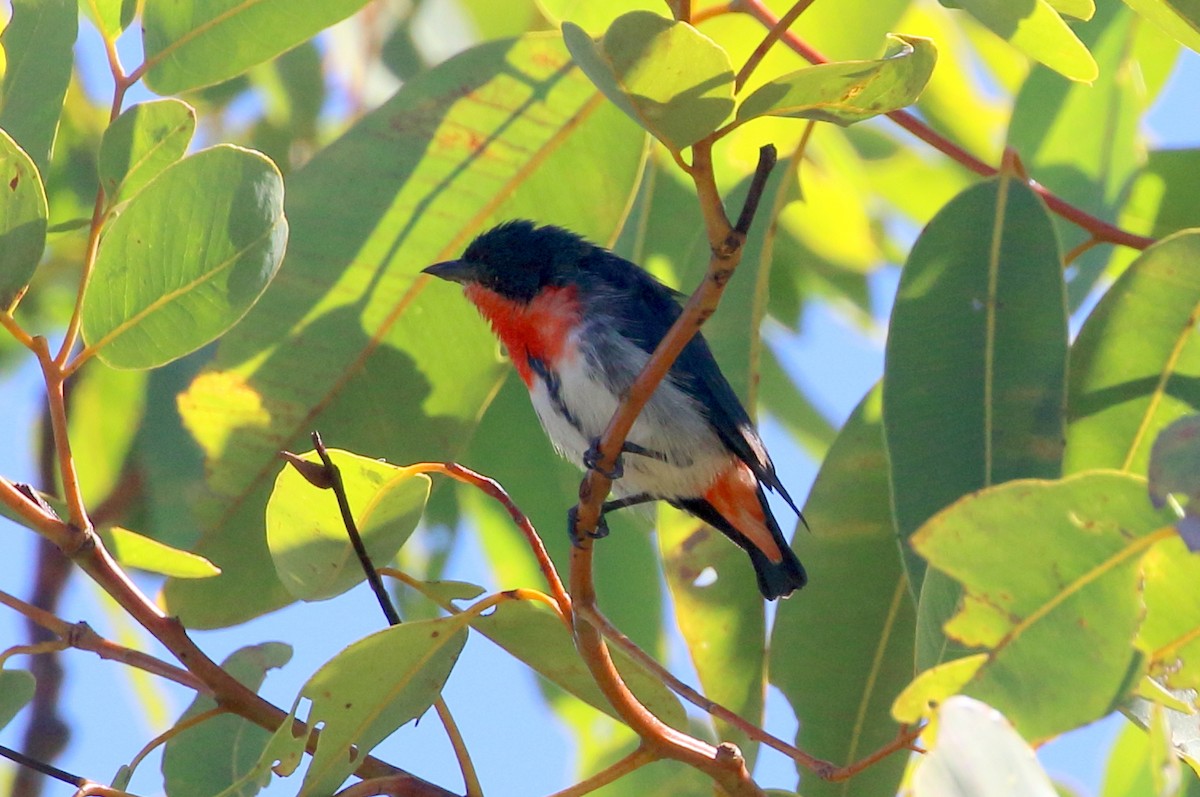 Mistletoebird - ML480431931