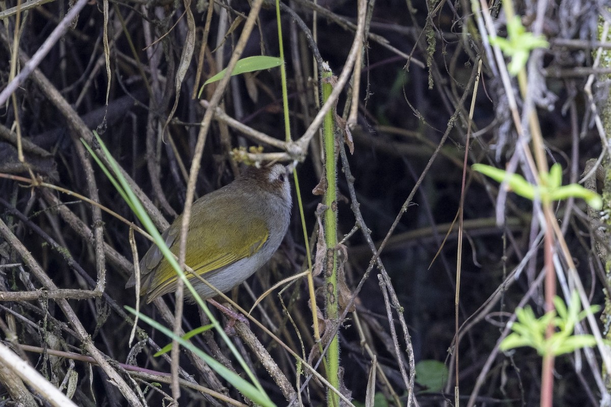 hvitbrynstumpsanger (leucophrys/chloronota) - ML480431971