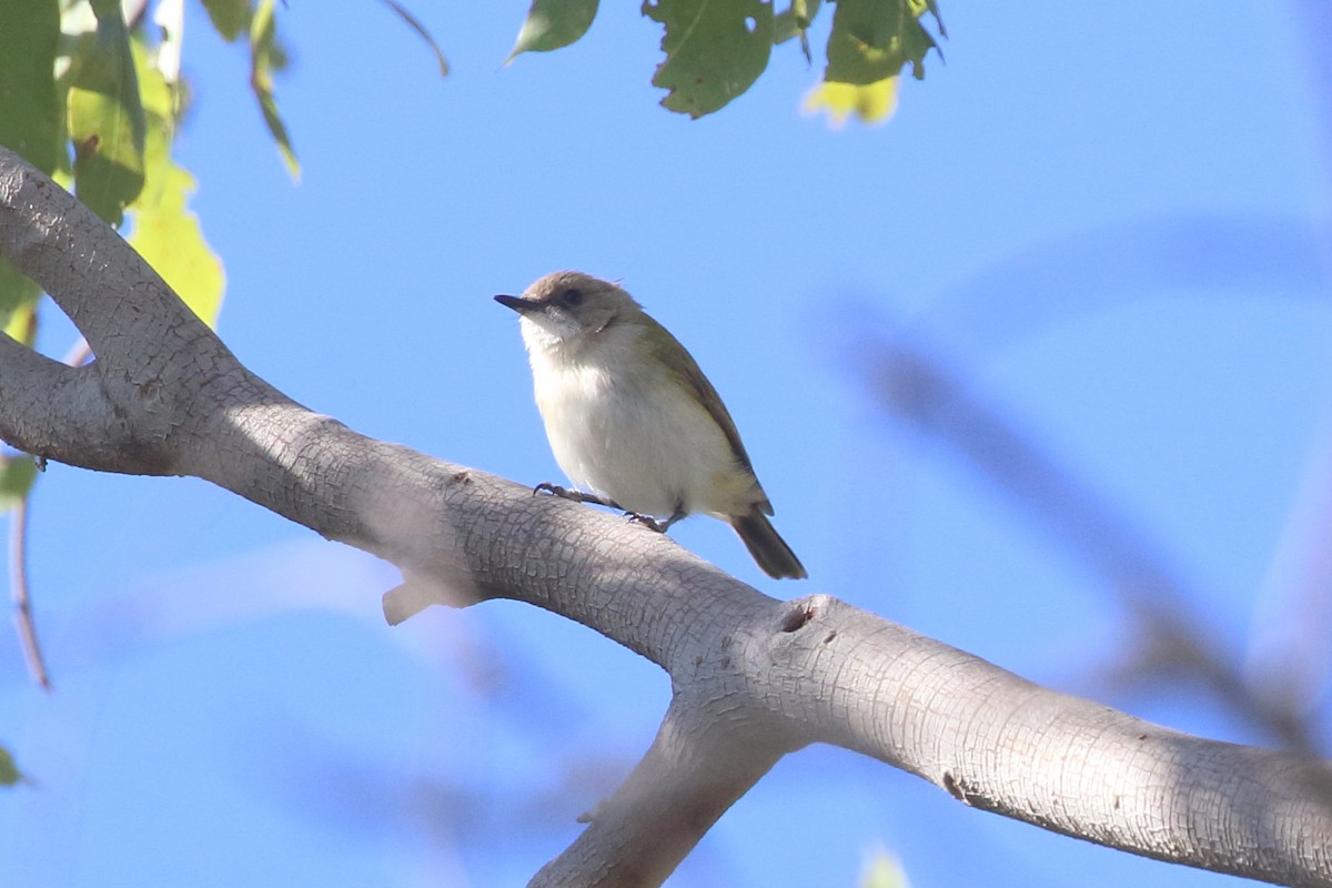 Green-backed Gerygone - ML480432111