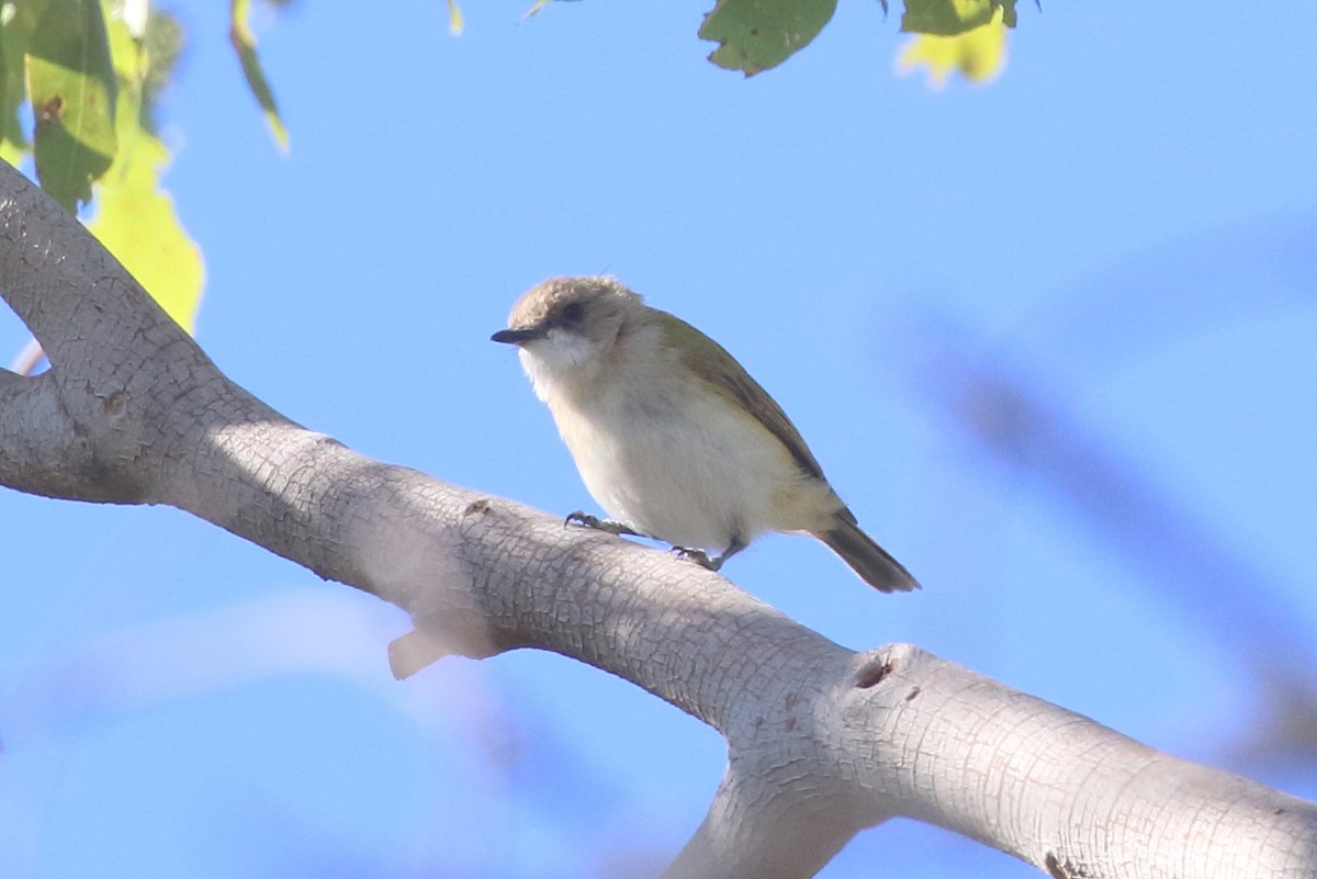 Green-backed Gerygone - ML480432121