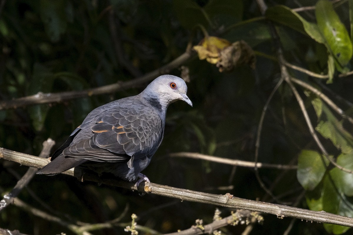 Dusky Turtle-Dove - Niall D Perrins