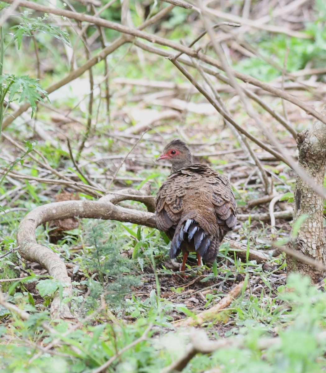 Red Spurfowl - ML480432521