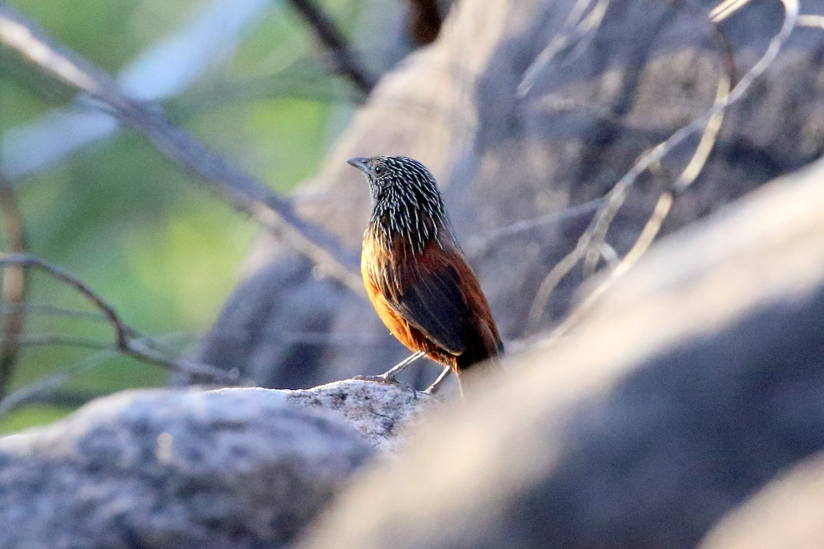 Black Grasswren - ML480432601