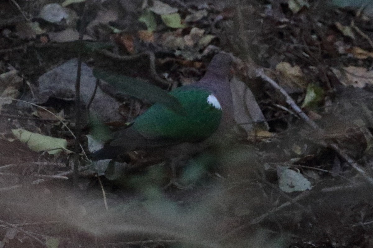 Pacific Emerald Dove - ML480432631