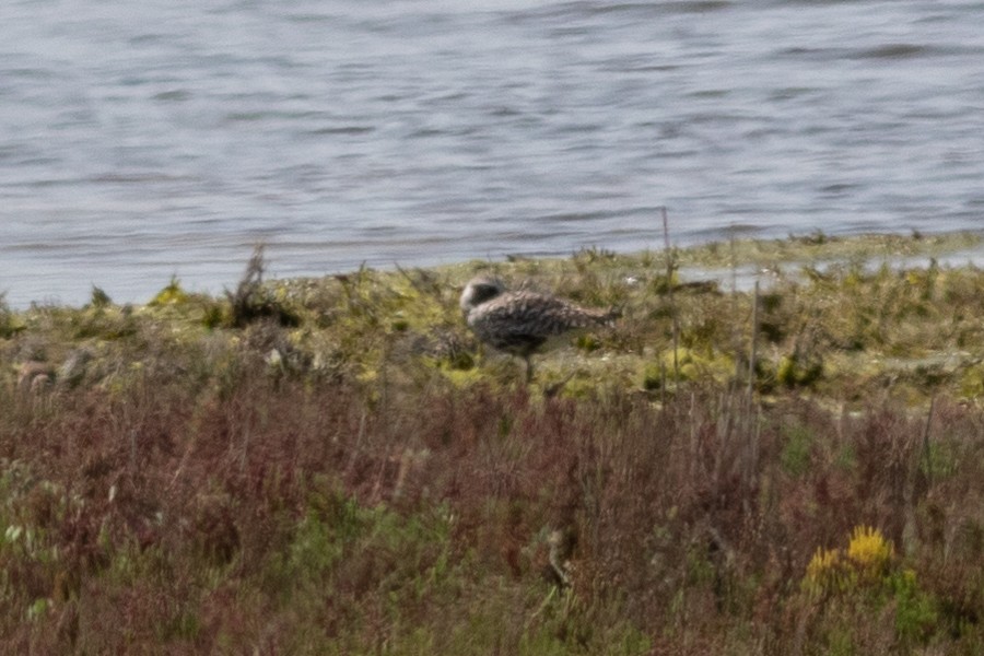 Black-bellied Plover - David Hird