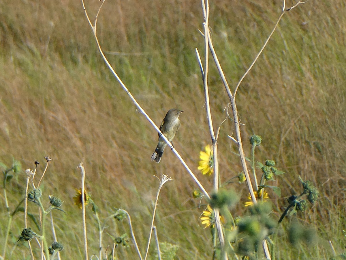 Empidonax sp. - ML480434731