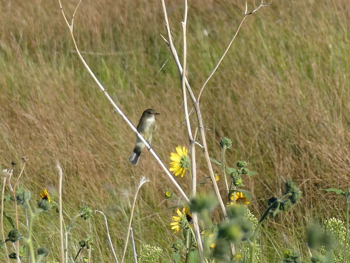 Empidonax sp. - ML480434741