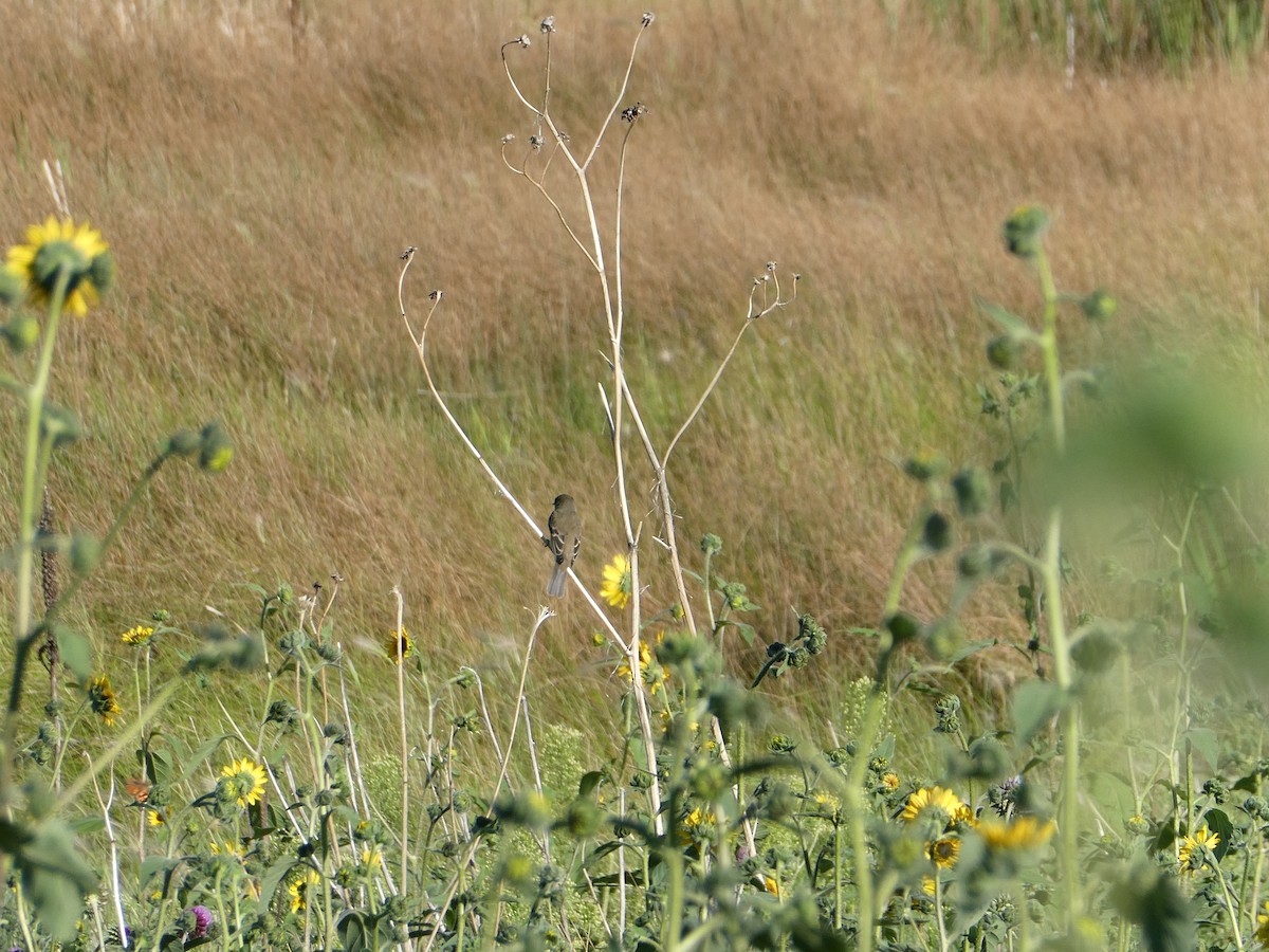 Empidonax sp. - ML480434751