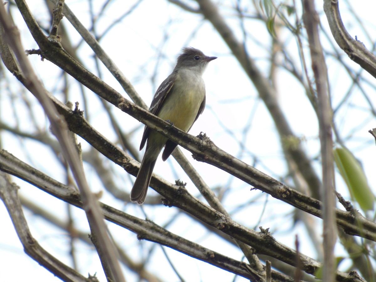 Large Elaenia - WILLIAM MACIEL