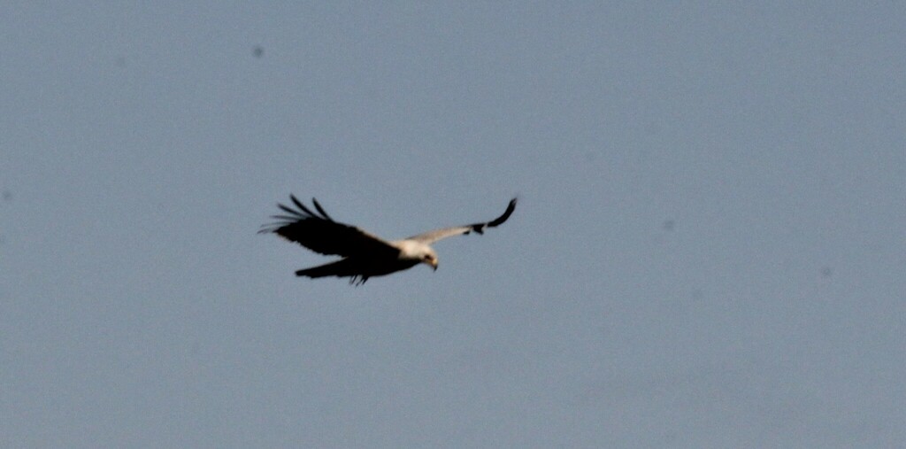 Tawny Eagle - ML480435141