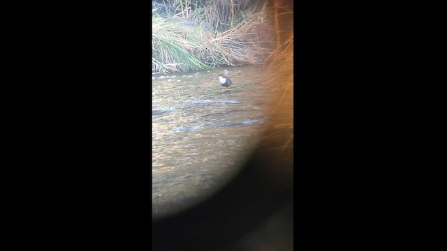 White-throated Dipper - ML480439101