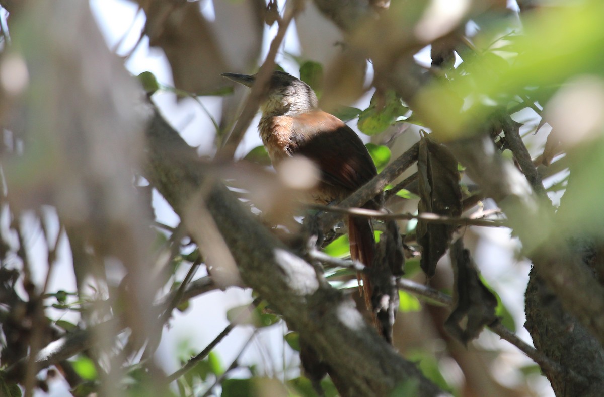 Chestnut-backed Thornbird - Alexander Lees