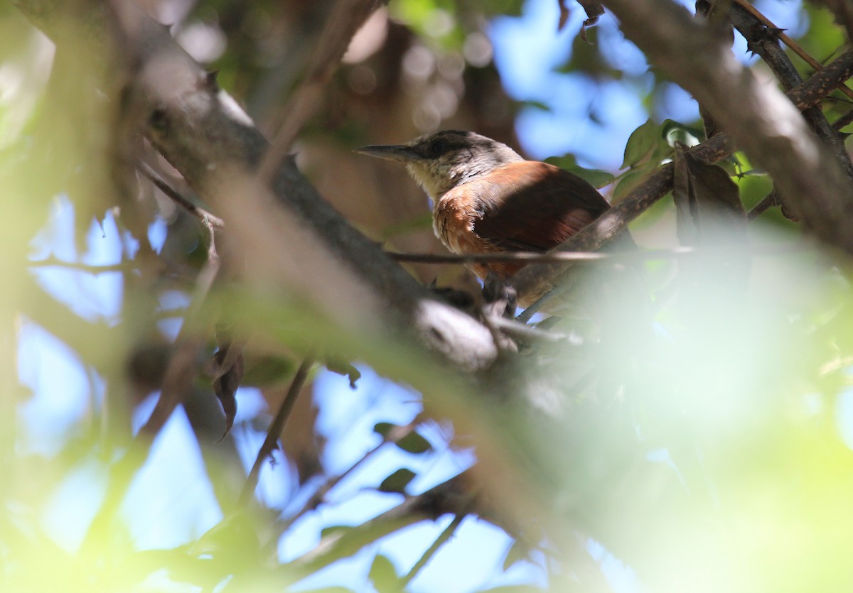 Chestnut-backed Thornbird - ML48044031