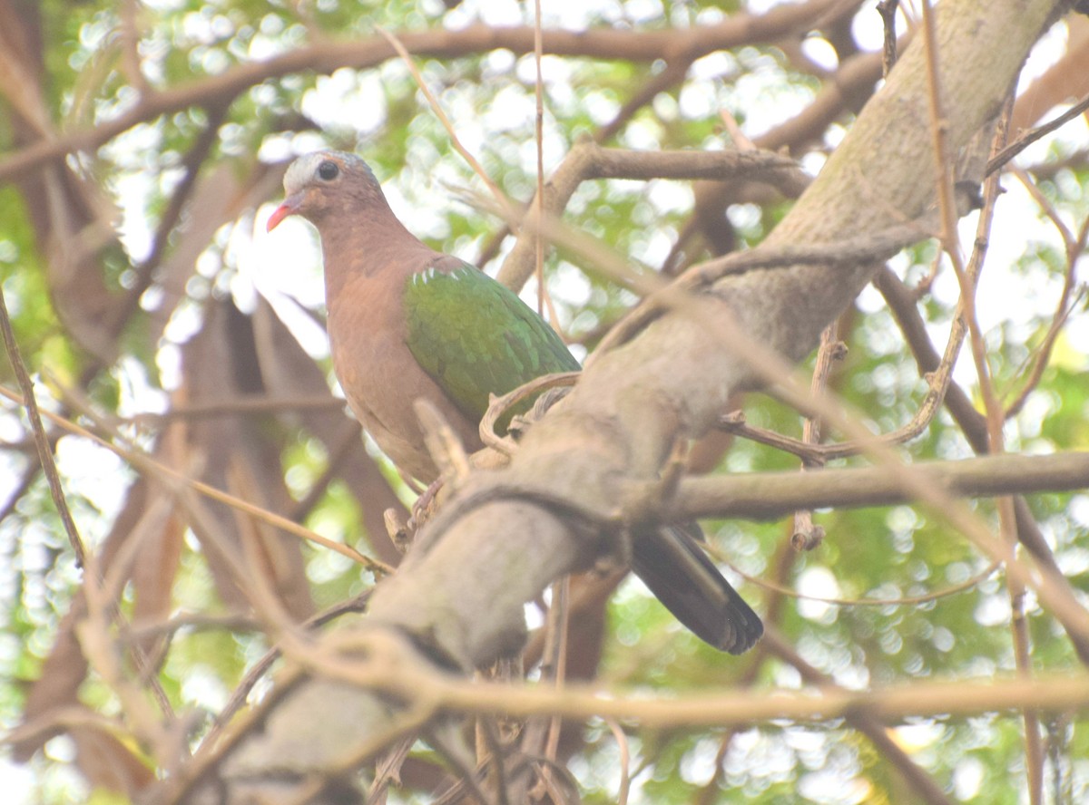 Asian Emerald Dove - ML480440331