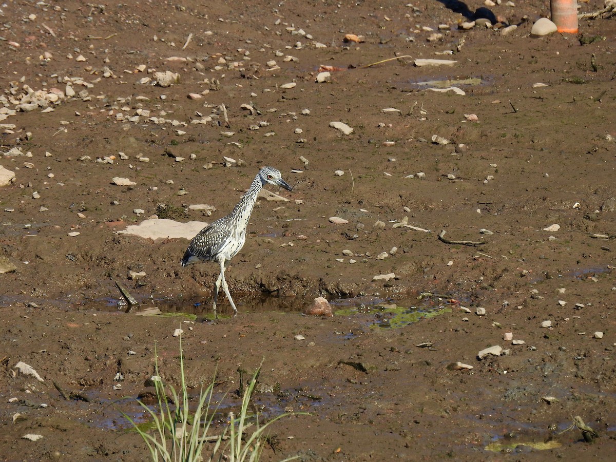 Yellow-crowned Night Heron - ML480440501