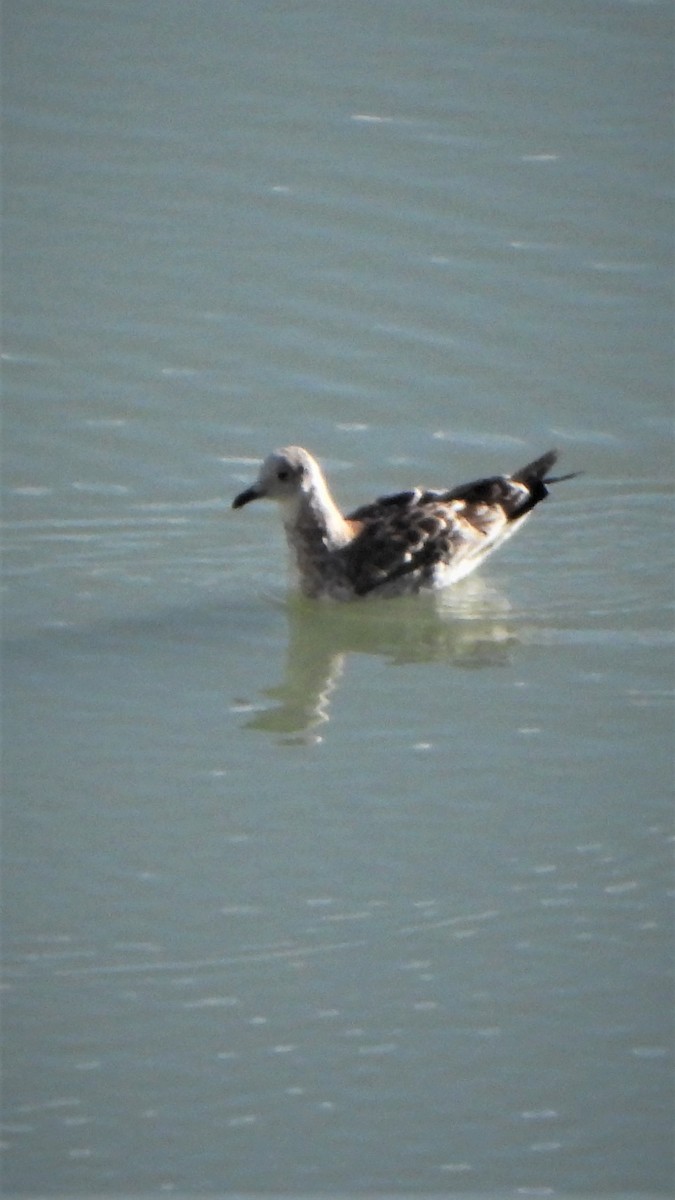 Pallas's Gull - Girish Chhatpar