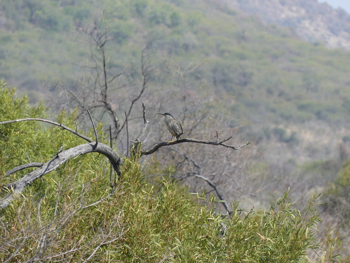 Striated Heron - ML480440751