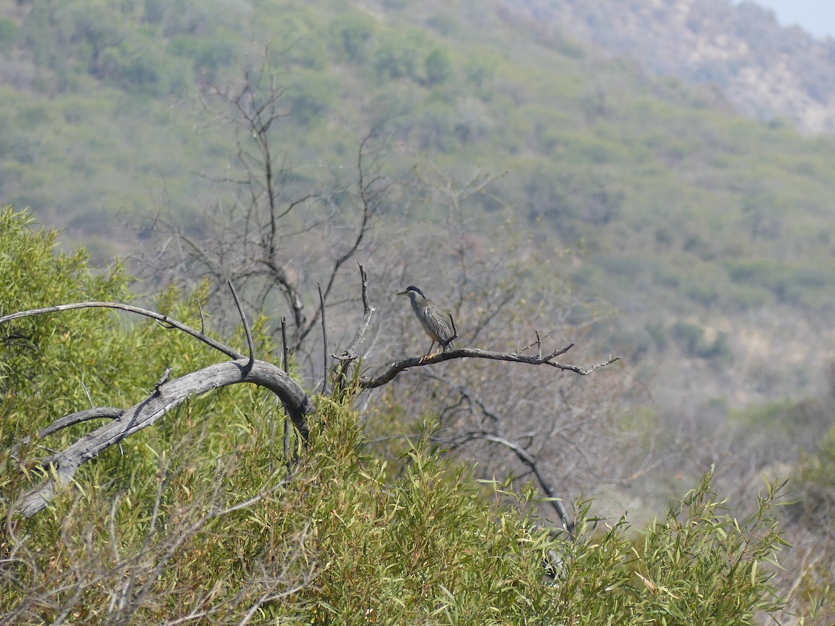 Striated Heron - ML480440761