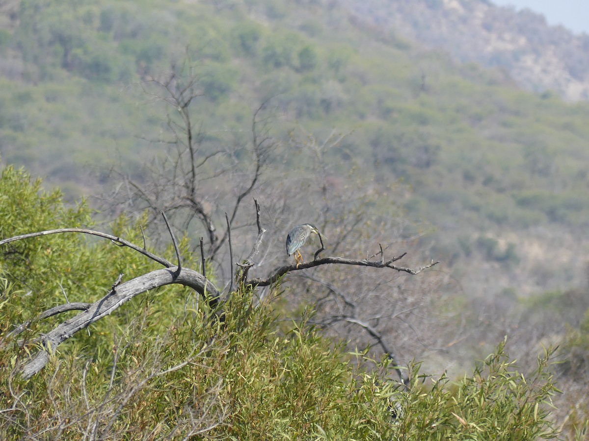 Striated Heron - ML480440771