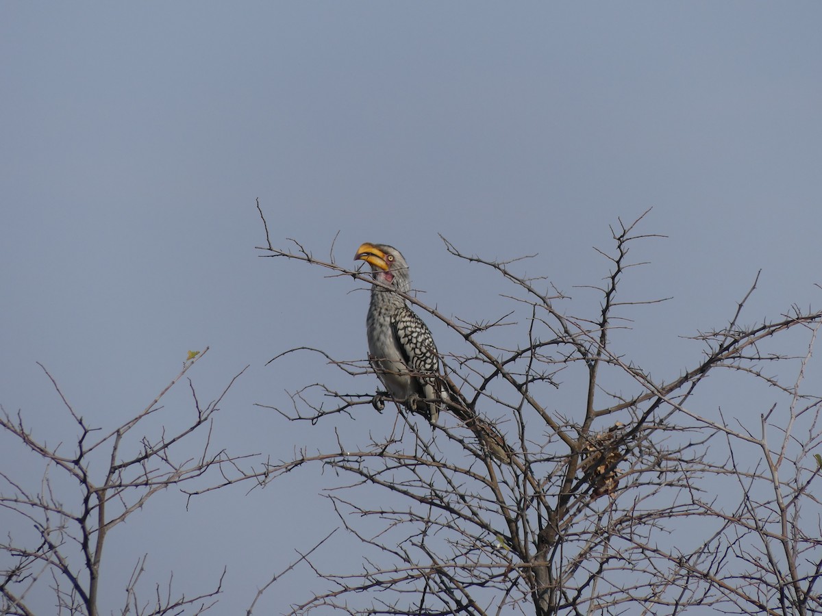 Southern Yellow-billed Hornbill - Joe Kawalec